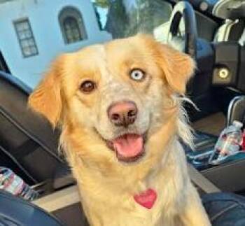 Australian Shepherd and Aussiedoodle Dogs Available for Adoption - Freckles | PetCurious