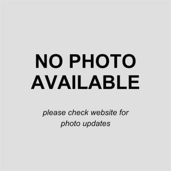 Bull Terrier Dogs Available for Adoption in San Antonio, Texas - A804620 | PetCurious