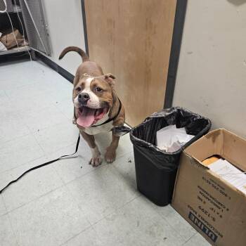 Bang -  Pit Bull Terrier Dog for Adoption in Philadelphia, Pennsylvania - Bang | PetCurious