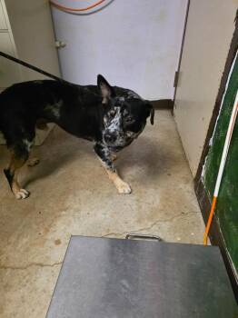 Schnitzel -  Australian Cattle Dog Blue Heeler and American Staffordshire Terrier Dog Available for Adoption in New Braunfels, Texas - Schnitzel | PetCurious