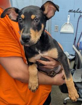 Linus -  Pit Bull Terrier Dog for Adoption in Evansville, Indiana - Linus | PetCurious