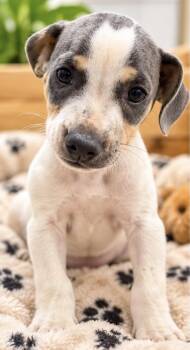 FRANCESCO -  Labrador Retriever Dog for Adoption in Margate, Florida - FRANCESCO | PetCurious