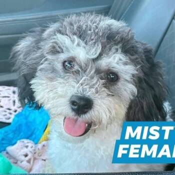 Misty -  Bichon Frise and Shih Tzu Dog Available for Adoption in Myrtle Beach, South Carolina - Misty | PetCurious