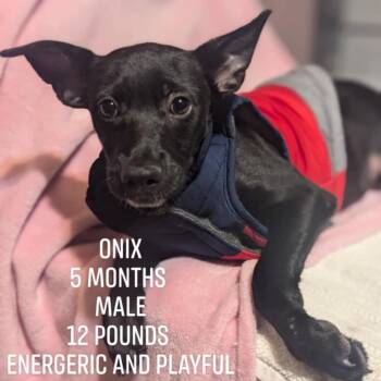 Rescue Chihuahua and Mixed Breed Dogs for Adoption in Rochester, Minnesota - Onix | PetCurious
