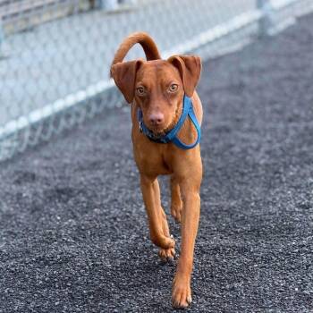 Nygel -  Vizsla Dog for Adoption in Barrie, Ontario - Nygel | PetCurious