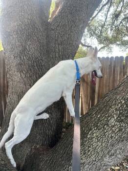 Winter -  White German Shepherd Dog for Adoption in Londonderry, New Hampshire - Winter | PetCurious