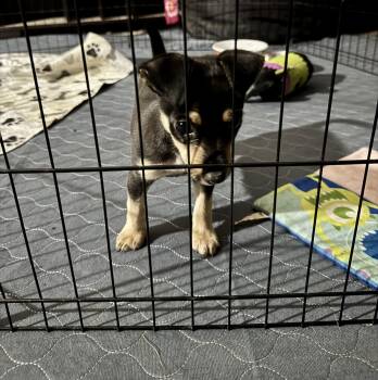 Mikey -  Rat Terrier and Chihuahua Dog for Adoption in Baker, Louisiana - Mikey | PetCurious