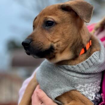 Mixed Breed Dogs Available for Adoption - Blazer | PetCurious