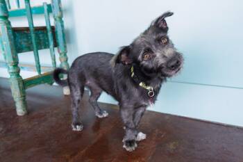 Chelsea -  Terrier Dog for Adoption in San Antonio, Texas - Chelsea | PetCurious