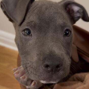 Pit Bull Terrier Dogs Available for Adoption in Durham, North Carolina - Moonie | PetCurious