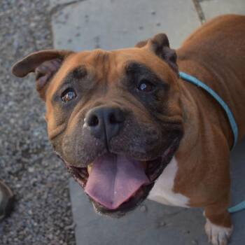 Lowla -  Mixed Breed Dog for Adoption in Fairport, New York - Lowla | PetCurious