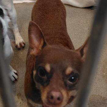 Dobbie -  Chihuahua Dog for Adoption in Philadelphia, Pennsylvania - Dobbie | PetCurious