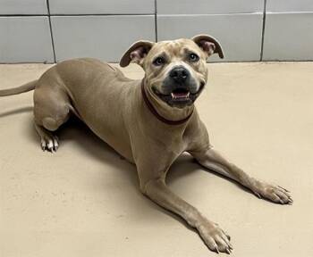 Rescue Mixed Breed Dogs for Adoption in Nashville, Tennessee - Zadi | PetCurious