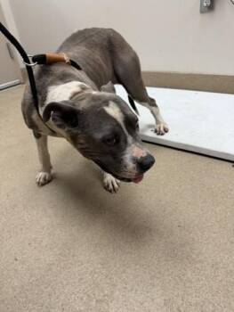 American Staffordshire Terrier and Mixed Breed Dogs Available for Adoption in Farmers Branch, Texas - 12300 Veronica Stray 1 | PetCurious