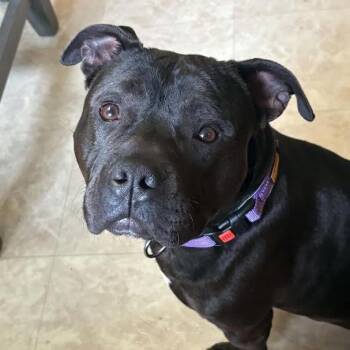 Meatball -  English Bulldog and Mixed Breed Dog for Adoption in South Elgin, Illinois - Meatball | PetCurious