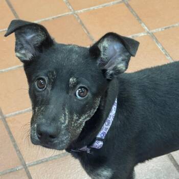 Skye -  Shepherd and Mixed Breed Dog for Adoption in Jefferson, New Jersey - Skye | PetCurious