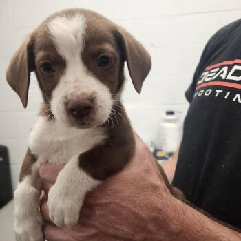Vinny -  Mixed Breed Dog for Adoption in Evensville, Tennessee - Vinny | PetCurious