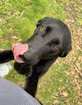 Millie -  Labrador Retriever and Hound Dog for Adoption in Milford, Massachusetts - Millie | PetCurious