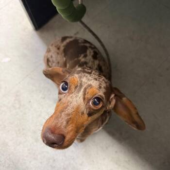 Ruby Sue -  Miniature Dachshund Dog for Adoption in Philadelphia, Pennsylvania - Ruby Sue | PetCurious