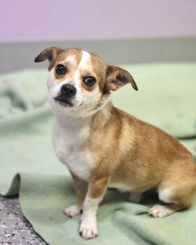 Chihuahua Dogs Available for Adoption in Manchester, New Hampshire - Winston In NH. Come Meet Our Adoptable Dogs Wednesday-Saturday.  | PetCurious