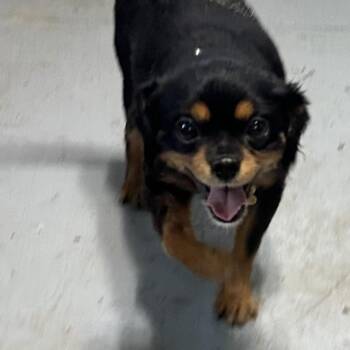 Priscilla -  Pomeranian and Cavalier King Charles Spaniel Dog for Adoption in Grinnell, Iowa - Priscilla | PetCurious