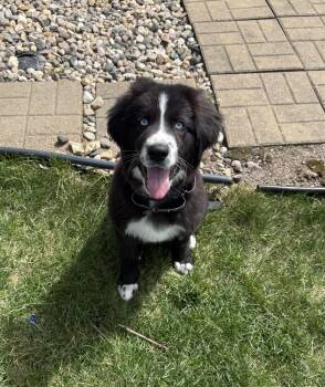 Mixed Breed Dogs Available for Adoption in Sioux Falls, South Dakota - Niko | PetCurious