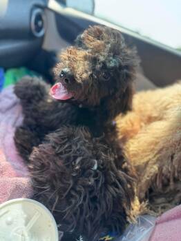 Bubba -  Goldendoodle Dog for Adoption in Shiloh, Illinois - Bubba | PetCurious