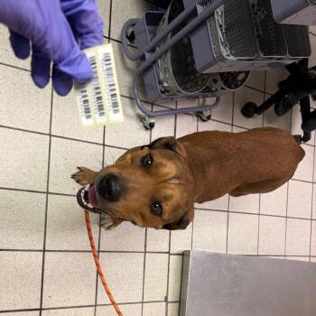 Eclair -  Mixed Breed Dog for Adoption in Charleston, West Virginia - Eclair | PetCurious