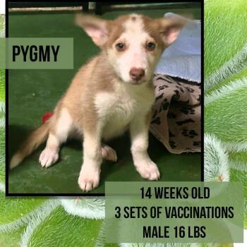 Pygmy $500 -  Husky Dog for Adoption in West Milwaukee, Wisconsin - Pygmy $500 | PetCurious