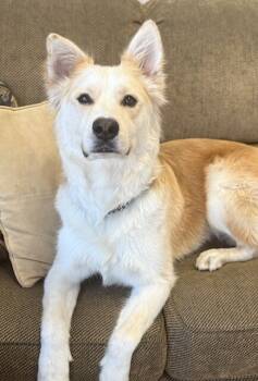 Rescue German Shepherd Dog Dogs for Adoption in Pleasant Hill, California - Magnum | PetCurious