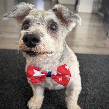 Chimney -  Miniature Schnauzer and Miniature Poodle Dog for Adoption in Los Angeles, California - Chimney | PetCurious