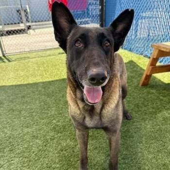 Ember -  Belgian Shepherd Malinois Dog for Adoption in Hawthorne, California - Ember | PetCurious