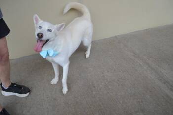 Husky Dogs Available for Adoption in Mckinney, Texas - Sylvie | PetCurious