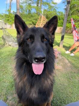 Belgian Shepherd Tervuren Dogs Available for Adoption in Baton Rouge, Louisiana - Ducky  | PetCurious