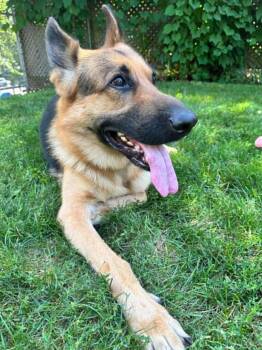 MARCUS -  German Shepherd Dog Dog for Adoption in Toronto, Ontario - MARCUS | PetCurious