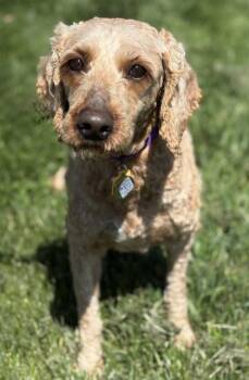 Poodle Dogs Available for Adoption in Malvern, Pennsylvania - Dorothy | PetCurious