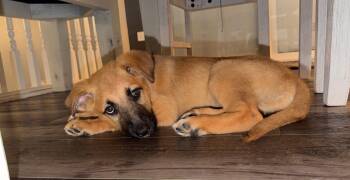 Wasabi -  Shepherd Dog for Adoption in Hillside, Illinois - Wasabi | PetCurious