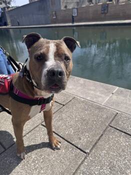 Pit Bull Terrier Dogs Available for Adoption in Indianapolis, Indiana - MARCOS | PetCurious