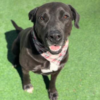 Black Labrador Retriever Dogs Available for Adoption in Houston, Texas - Rex, "Rexie The Bestie" | PetCurious