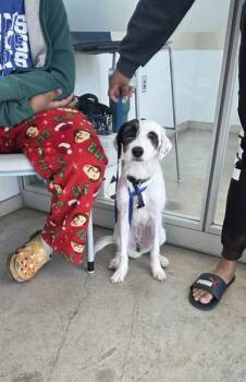 Terrier and Mixed Breed Dogs Available for Adoption - Blu | PetCurious