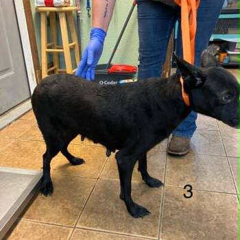 Belgian Shepherd Malinois and Labrador Retriever Dogs Available for Adoption in Madill, Oklahoma - Three | PetCurious