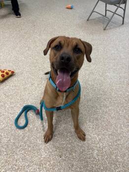 Rescue Mixed Breed Dogs for Adoption - Scooby-Doo | PetCurious