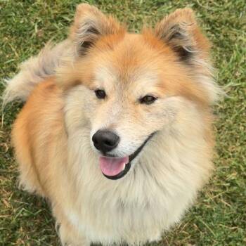 Bear 13D26 -  Mixed Breed Dog for Adoption in Napoleon, Ohio - Bear 13D26 | PetCurious