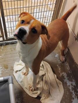 Pit Bull Terrier Dogs Available for Adoption - Bruno #20 | PetCurious