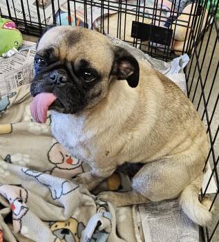 Rescue Pug Dogs for Adoption in Moreno Valley, California - Penny | PetCurious