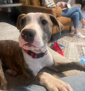 Pit Bull Terrier and Boxer Dogs Available for Adoption in Minneapolis, Minnesota - Bubba - FKA Ken | PetCurious