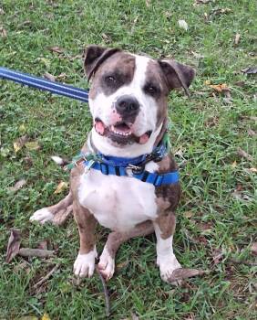 PETEY -  Mixed Breed and Boxer Dog for Adoption in West Milton, Ohio - PETEY | PetCurious
