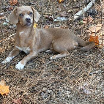 Theo -  Chiweenie Dog for Adoption in York, South Carolina - Theo | PetCurious