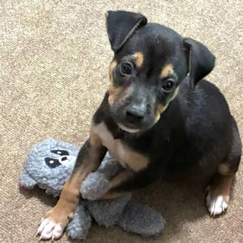 Odin -  Retriever and Rottweiler Dog for Adoption in Greensboro, Georgia - Odin | PetCurious
