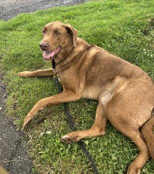 Chesapeake Bay Retriever Dogs Available for Adoption in Mendham, New Jersey - Bernie | PetCurious